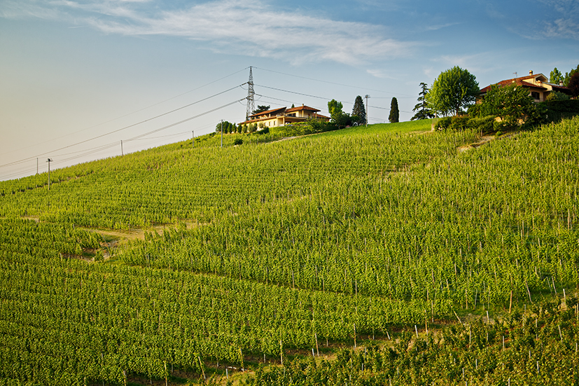 Cantina del Pino – vinařství