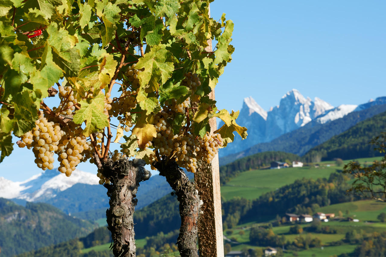 Cantina Valle Isarco – vinice